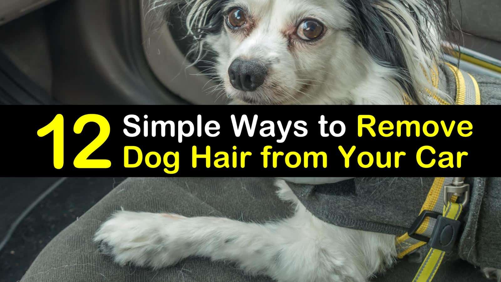 Easy Way To Remove Dog Hair From Car