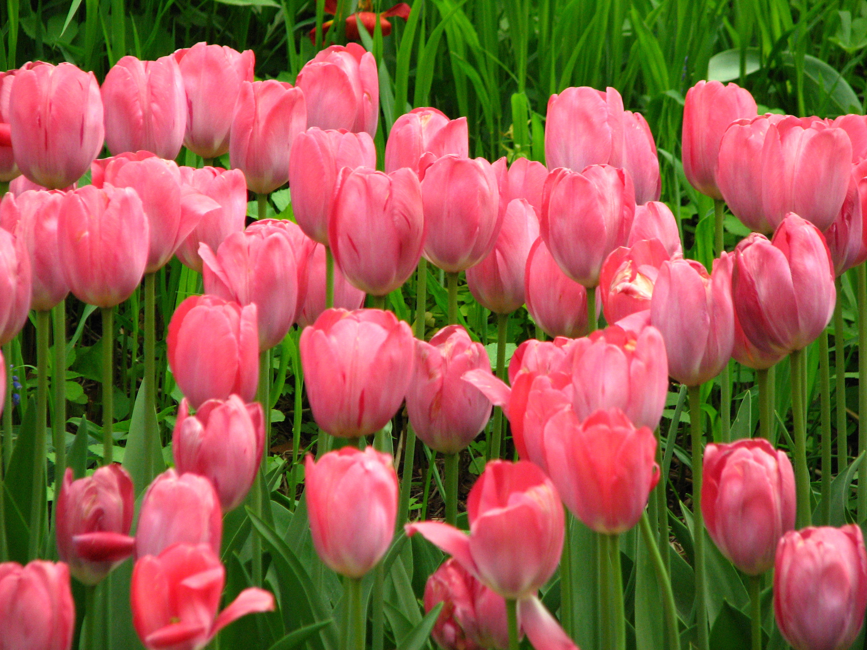 Aesthetic Pink Tulips Wallpaper