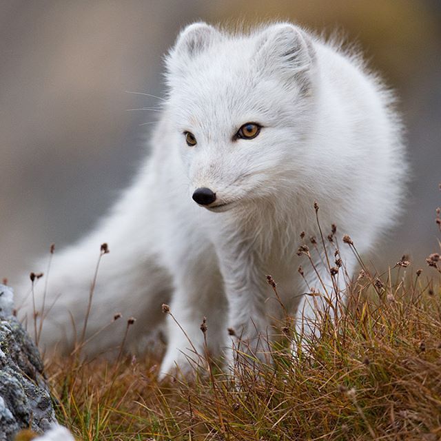 Arctic Fox How To Use
