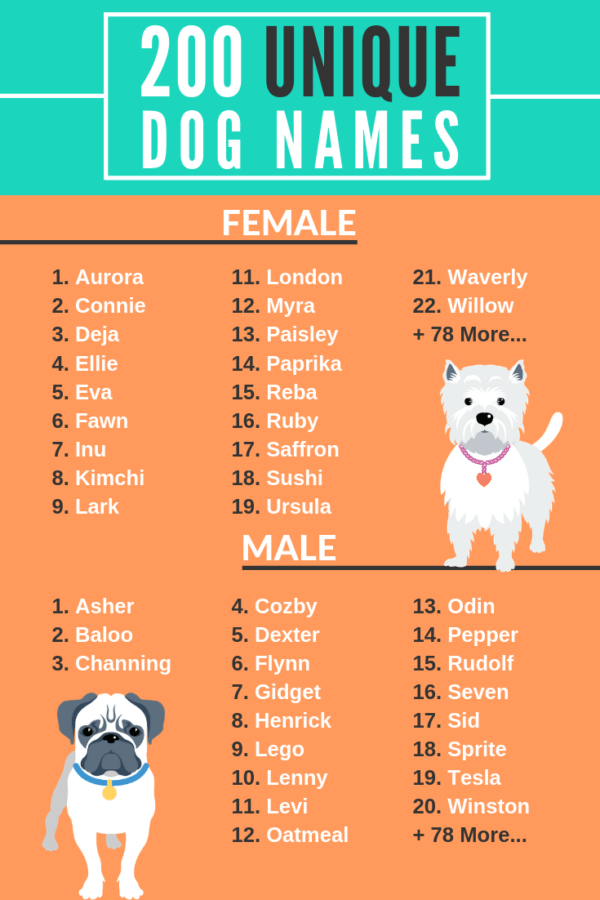 Boy Names Cute Dog