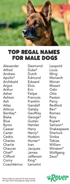 Boy Puppy Name Ideas