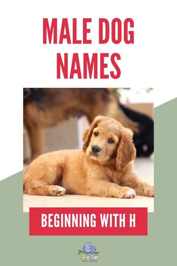 Boy Puppy Names That Start With H