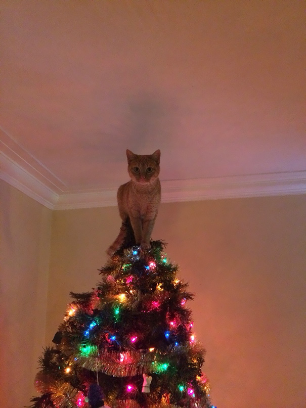 Christmas Tree Ideas When You Have Cats