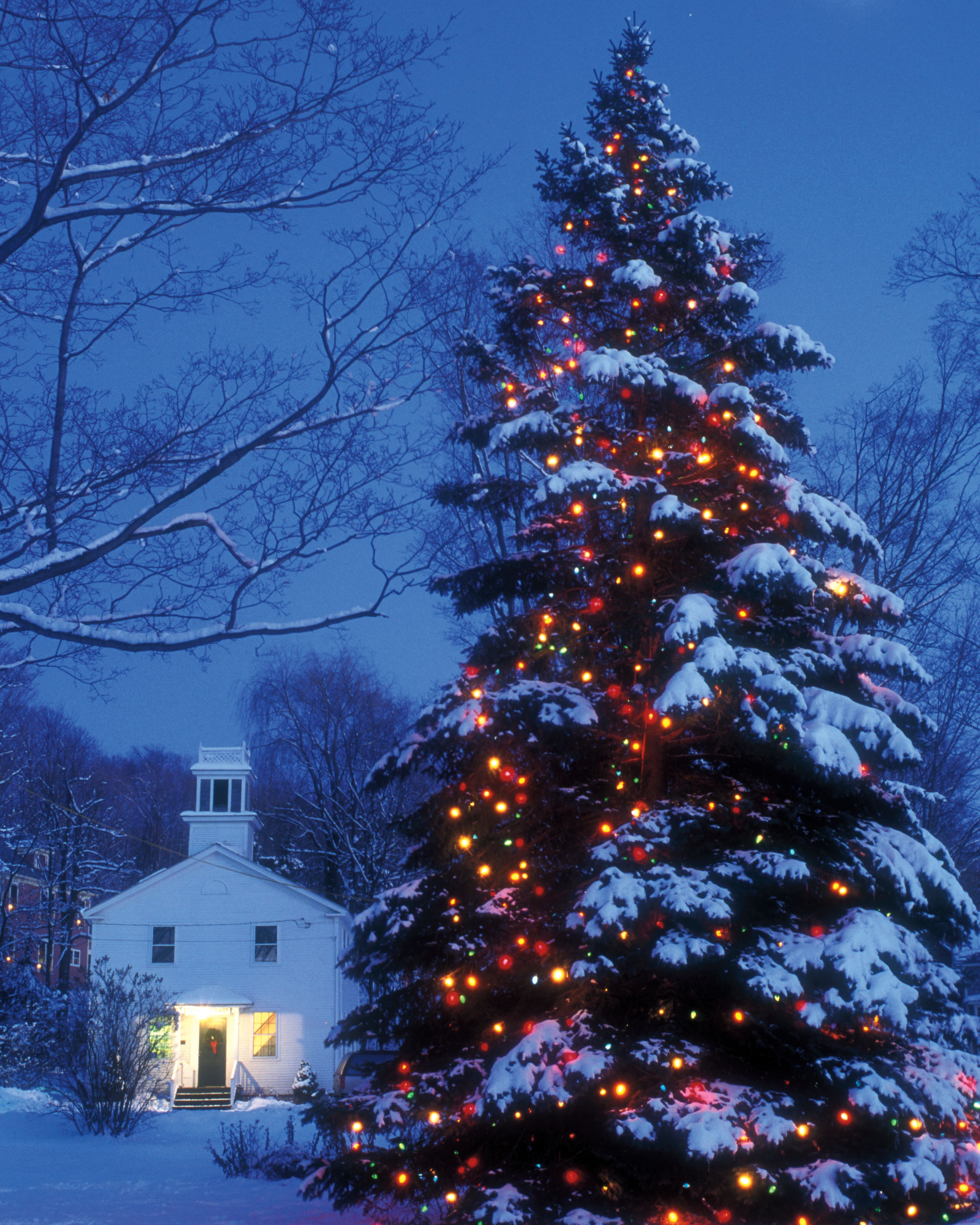 Christmas Tree Ideas With Lights