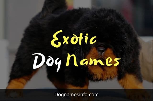 Cool Exotic Names For Pets