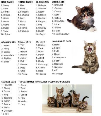 Cool Female Names For Cats