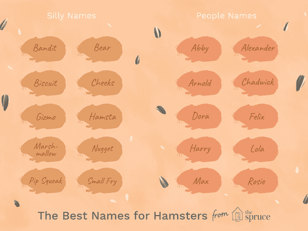 Cute Names For A Pet Hedgehog