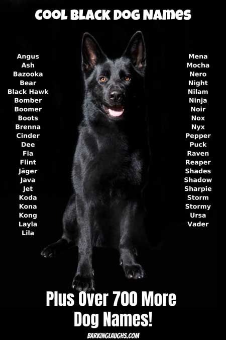 Cute Names For Black Pets