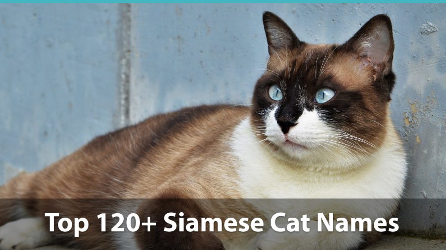 Cute Names For Boy Siamese Cats