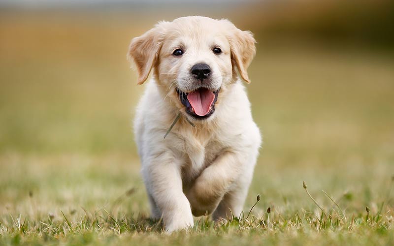 Cute Names For Golden Pets