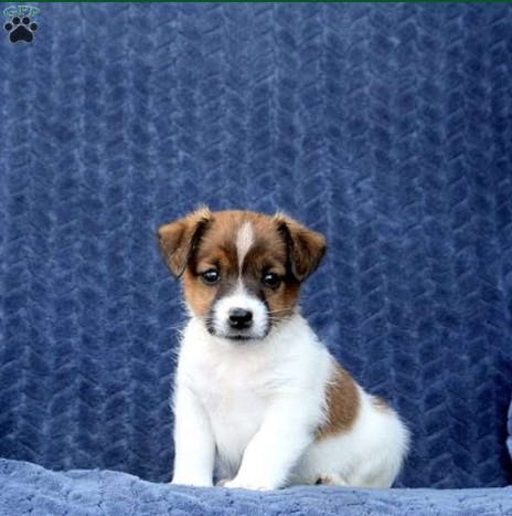 Cute Names For Jack Russell Puppies
