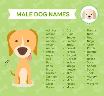 Cute Names For Male Pet Dogs