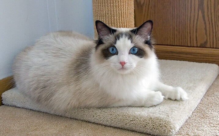 Cute Names For Male Ragdoll Cats