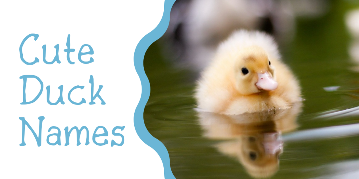 Cute Names For Pet Duck