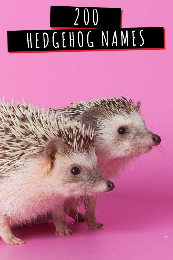 Cute Names For Pet Hedgehogs