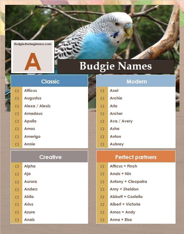 Cute Names For Pets Birds