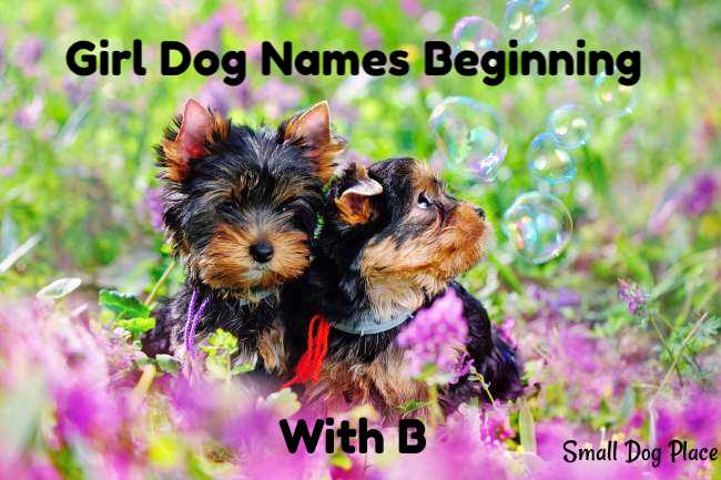 Cute Names For Pets That Start With B