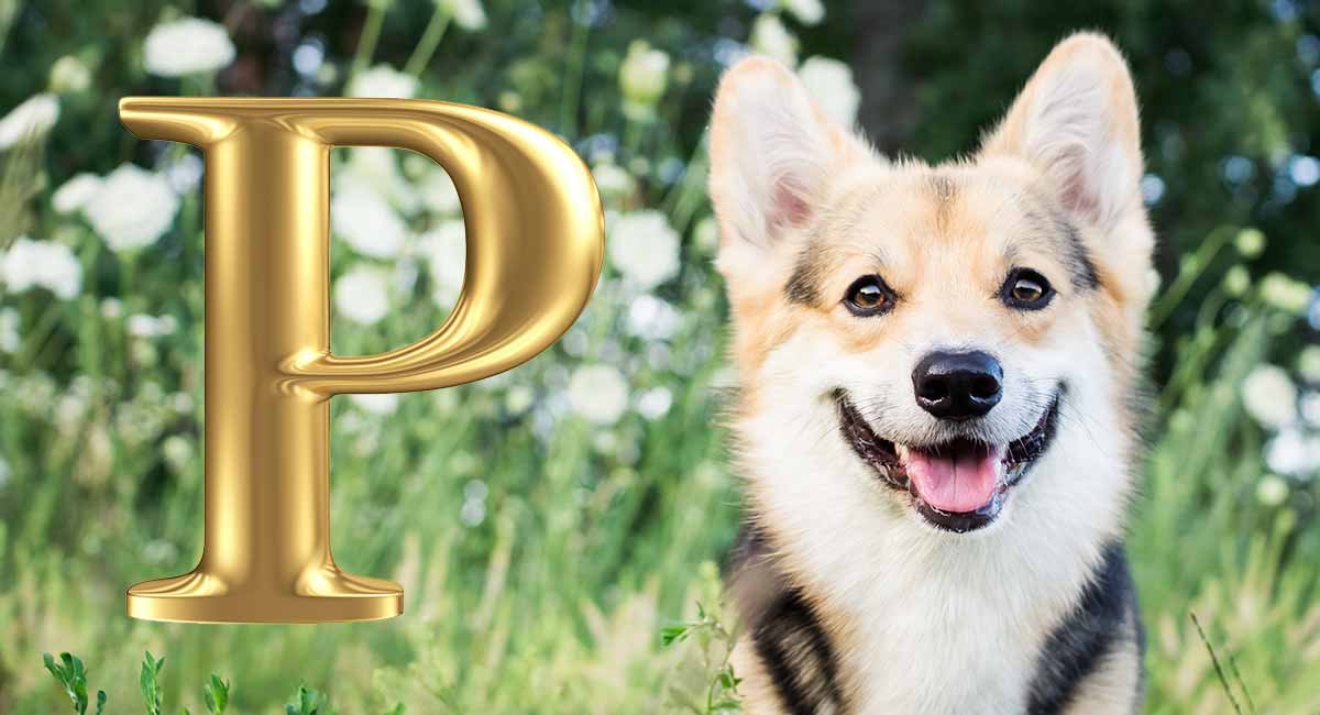 Cute Names For Pets That Start With P