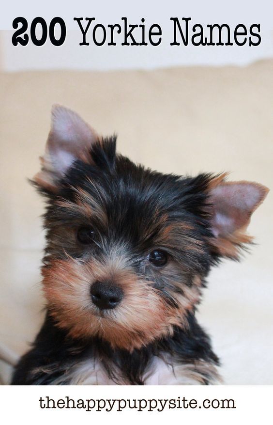 Cute Names For Yorkie Puppies