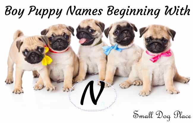 Cute Puppy Names Starting With N