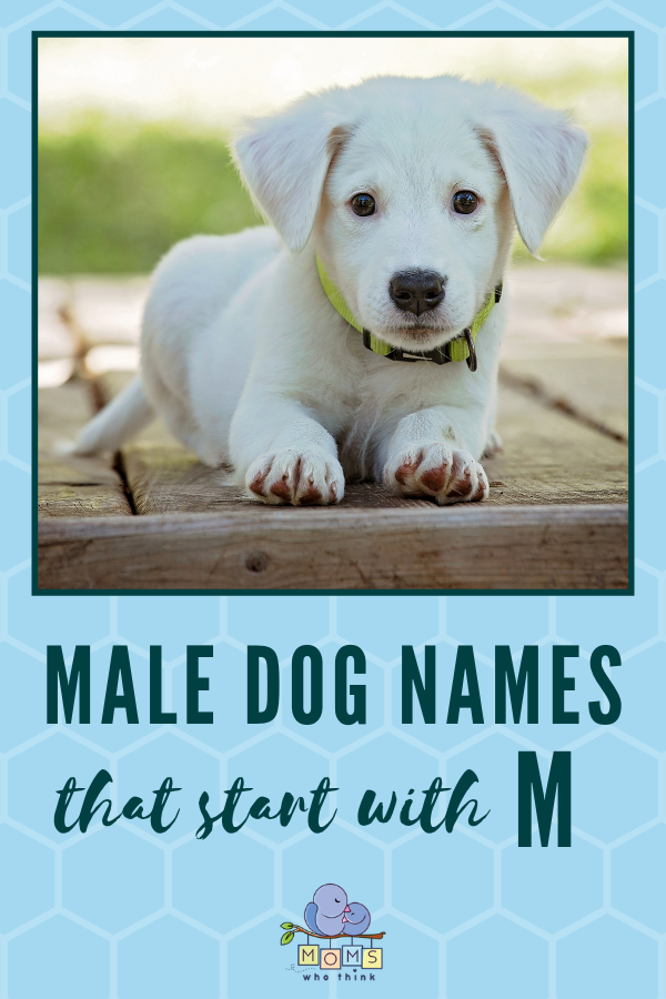 Cute Puppy Names That Start With An M