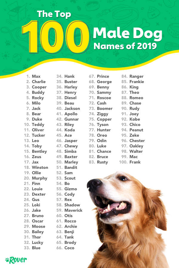 Cute Puppy Names Unique Boy
