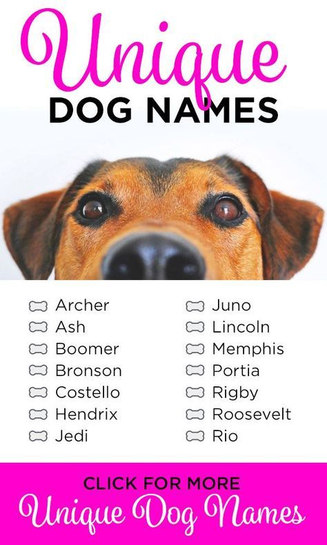 Cute Quirky Female Dog Names