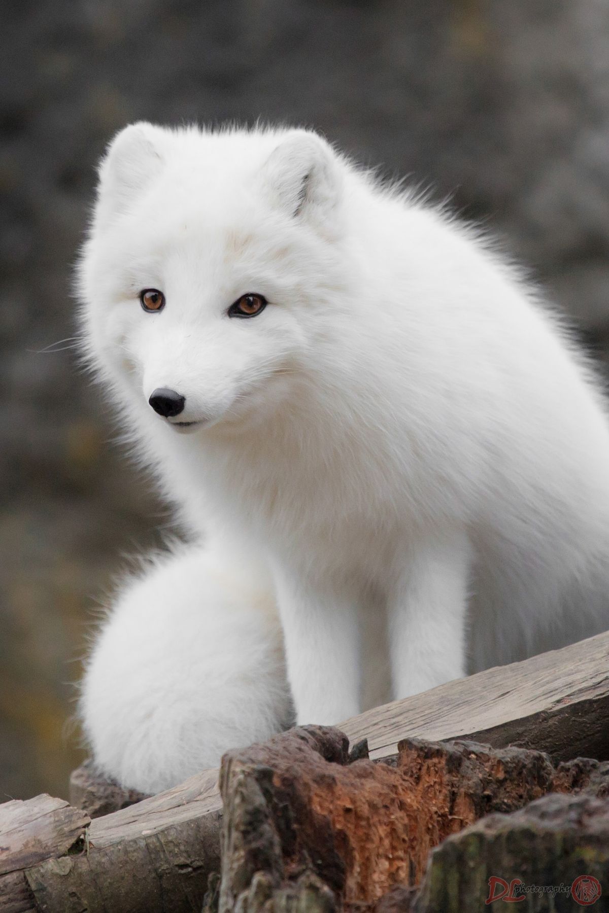 Does Arctic Fox Wash Out