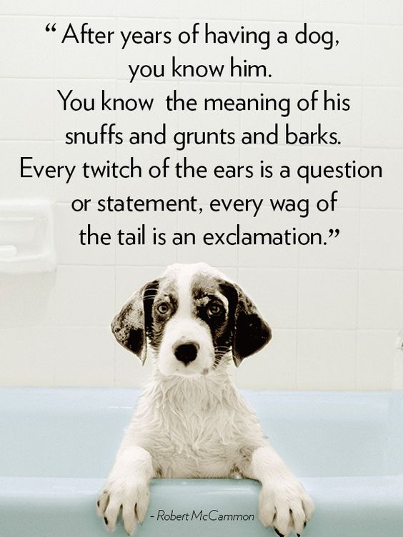 Dog And Human Love Quotes