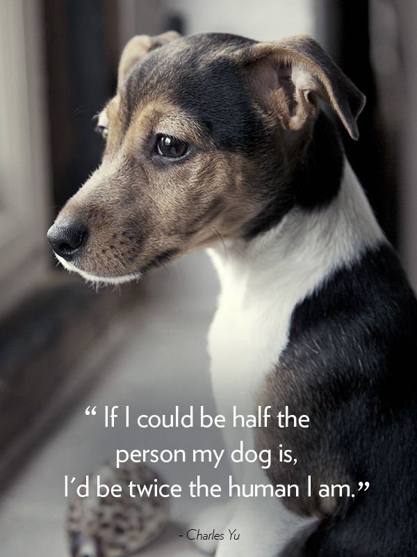 Dog And Human Relationship Quotes