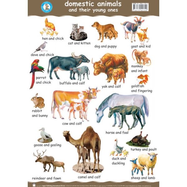 Domestic Animals Baby Names