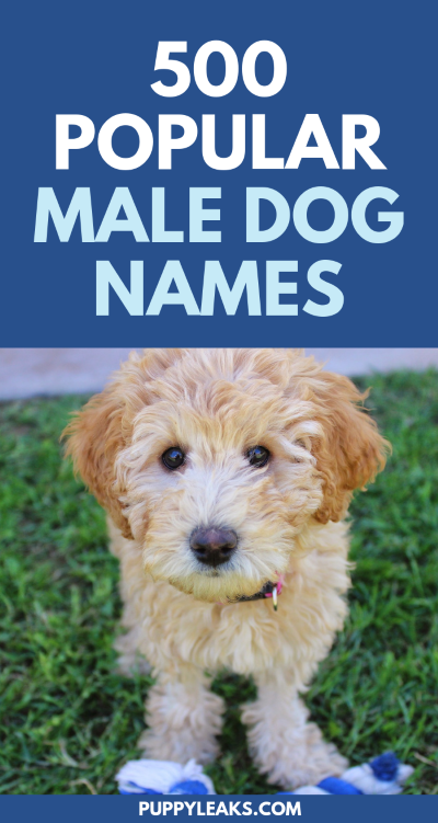 Famous Boy Dogs Names