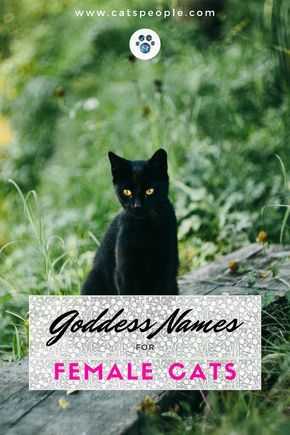 Female God Names For Cats