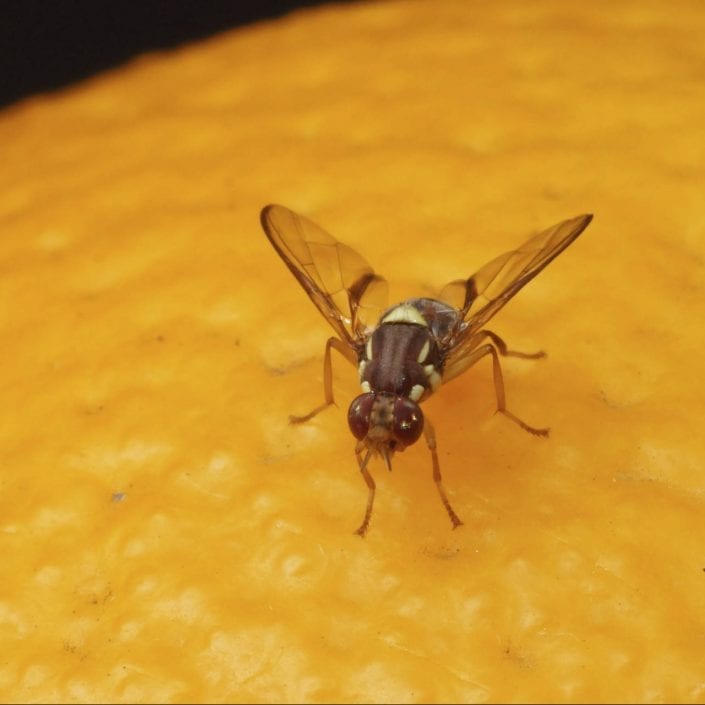 Fruit Fly Infestation Reddit
