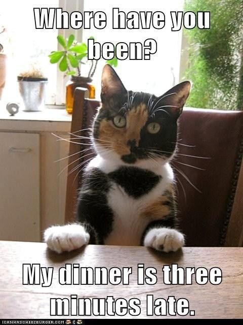 Funny Dinner Cat Memes