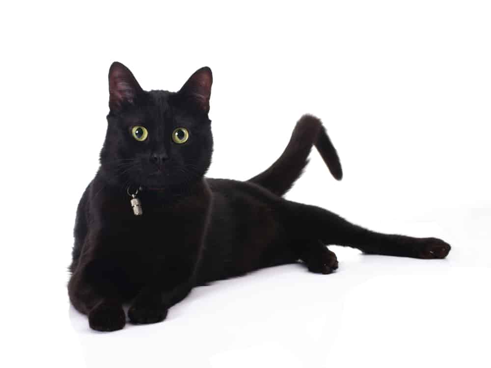 Gender Neutral Names For Black Cats