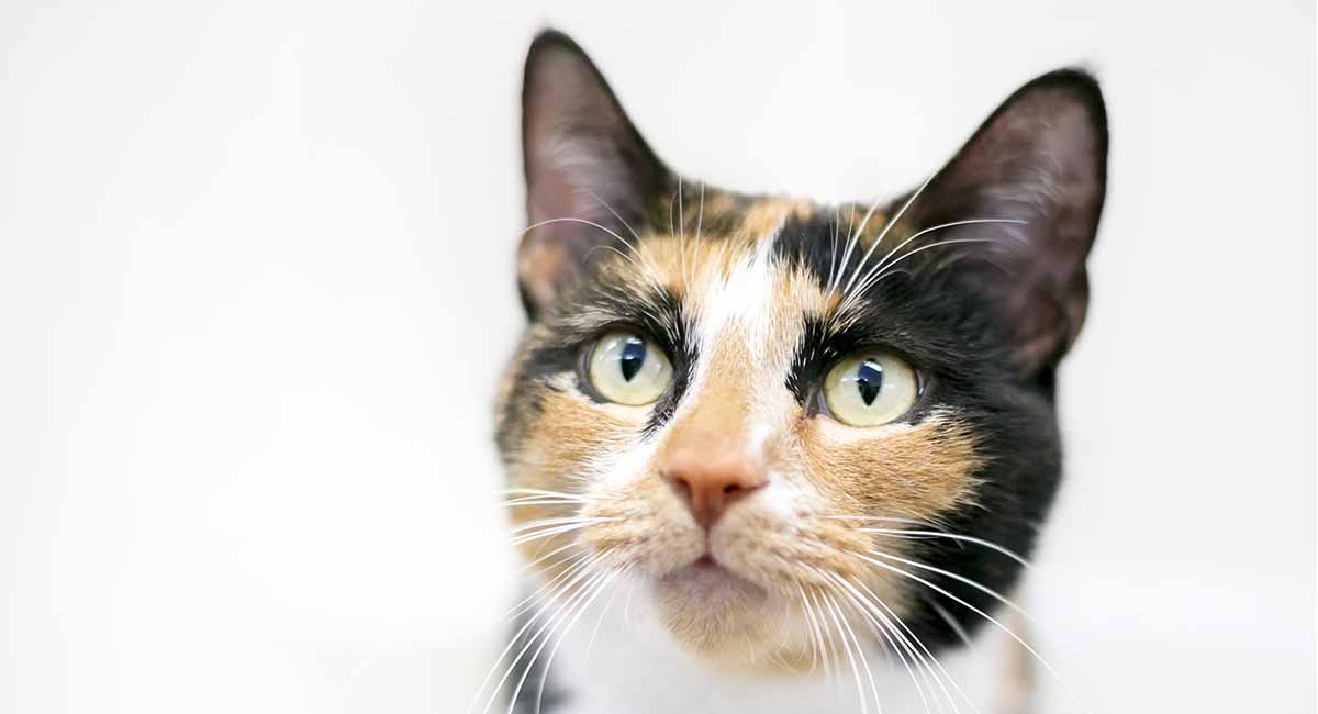 Gender Neutral Names For Calico Cats