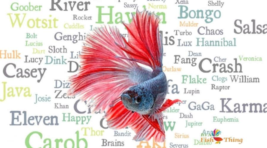 Gender Neutral Names For Fish