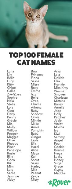 Girly Names For Cats