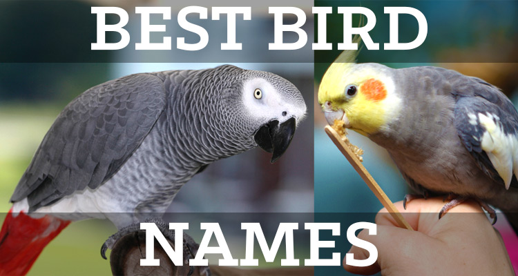 Good Female Bird Names