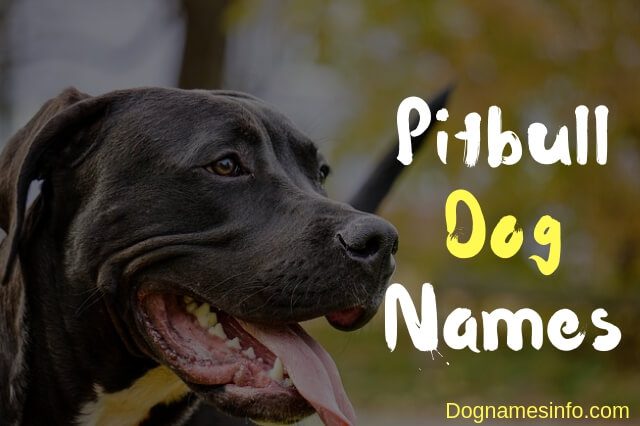 Good Female Dog Names Pitbull