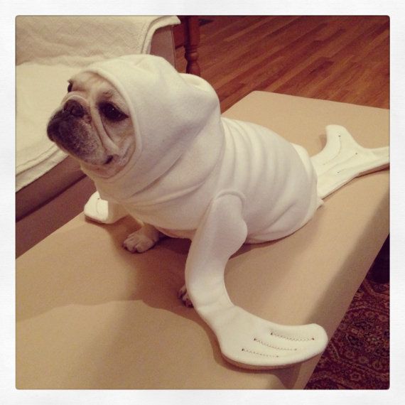 Halloween Costume Dog Seal