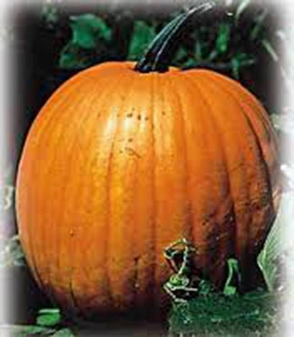How Many Jack O Lantern Pumpkins Grow From One Seed