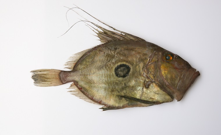 How Much Is John Dory