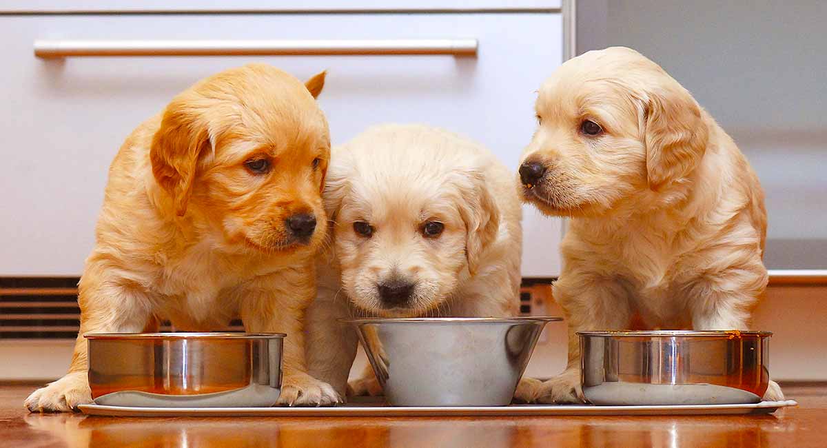 How Much Should Golden Retriever Puppies Eat