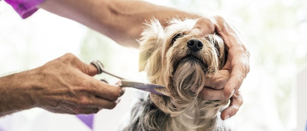 How Much Should You Tip A Pet Groomer