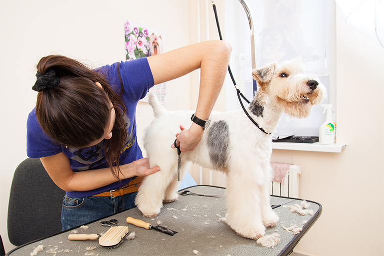 How Much Should You Tip Your Groomer