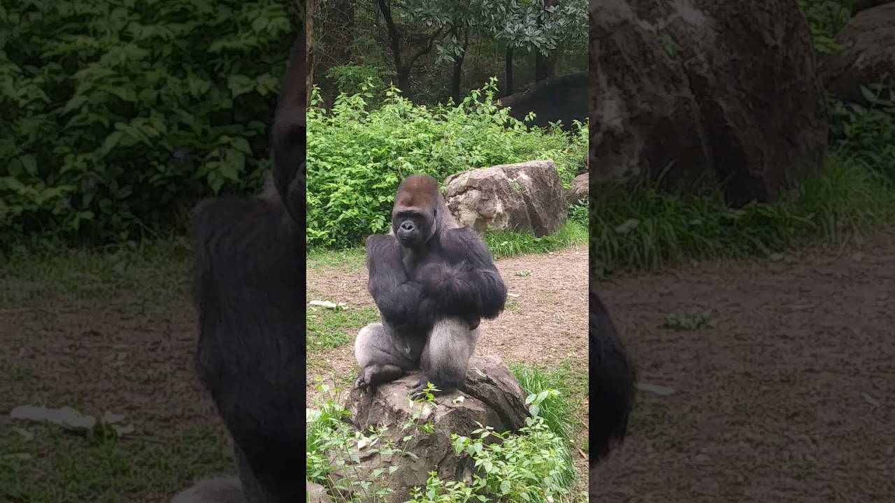 How Smart Are Gorillas