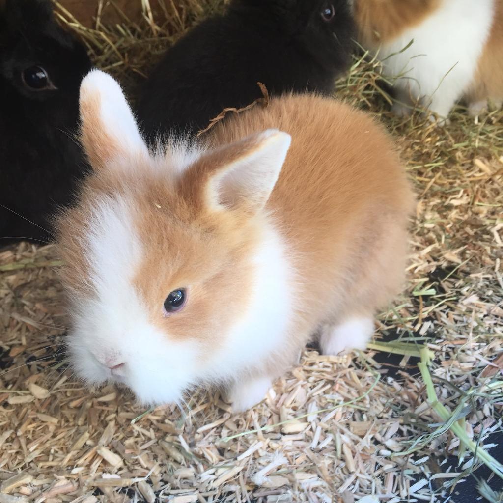 How To Care For Baby Lionhead Bunnies