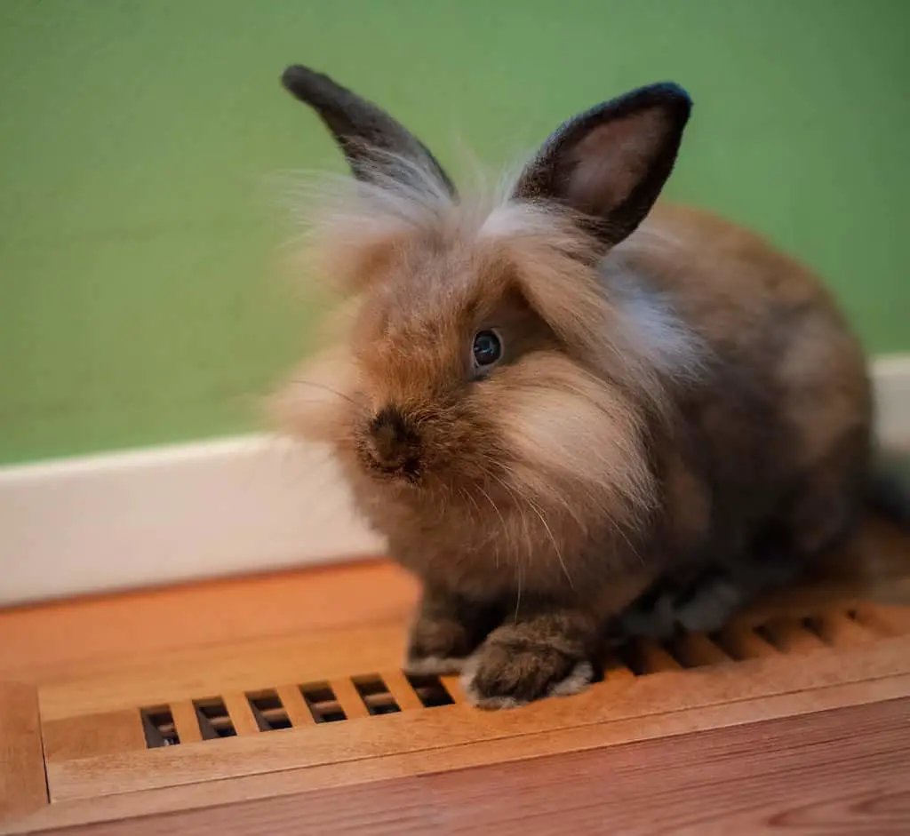 How To Care For Lionhead Bunnies